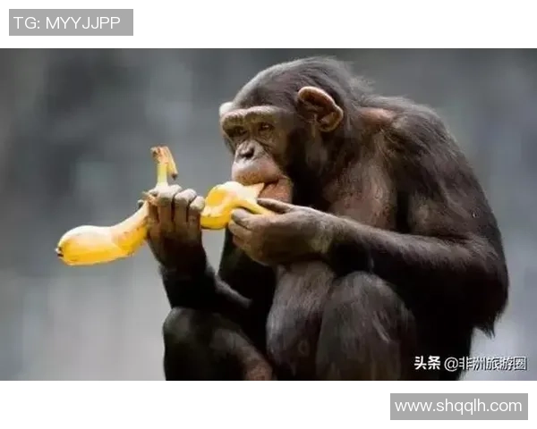 香蕉与足球的奇妙结合揭秘那些热爱香蕉的足球明星们 香蕉与足球的奇妙结合揭秘那些热爱香蕉的足球明星们